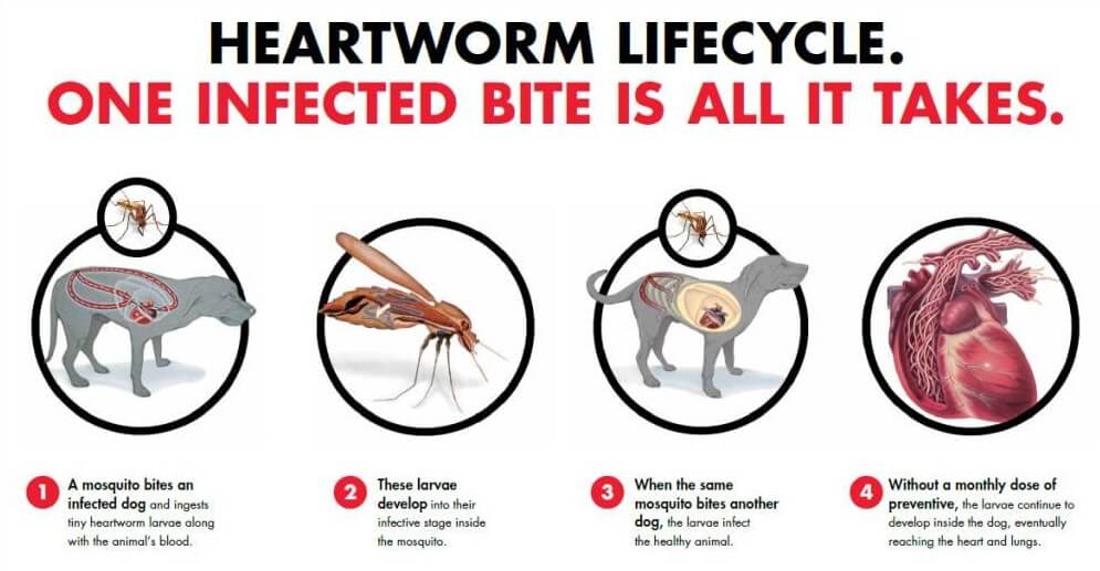 Heartworm blog